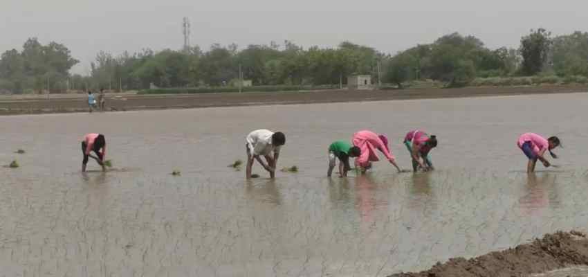Haryana News: बूंदाबांदी के बाद मौसम में आया बदलाव, किसानों की बल्ले-बल्ले, जानें कैसे