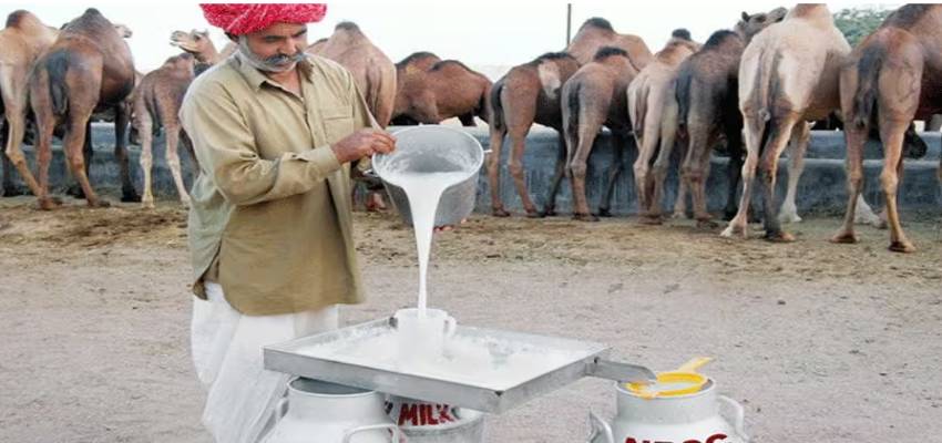Health: 3500 रुपये में मिलता है इस जानवर का दूध, ब्लड शुगर से लेकर किडनी की बीमारियों का है एंटीडोट