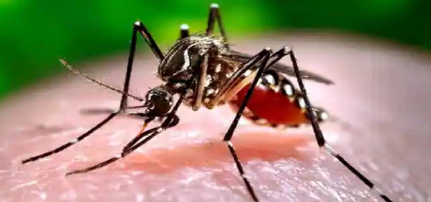 Zika Virus: बारिश के मौसम में बढ़ रहा जीका  वायरस का आतंक..गर्भवती महिलाएं रखे इन बातों का ख्याल