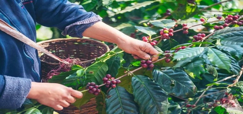 Araku Coffee: क्यों खास है आंध्र प्रदेश की ‘अराकू कॉफी’? जिसका PM मोदी ने ‘मन की बात’ ने किया जिक्र