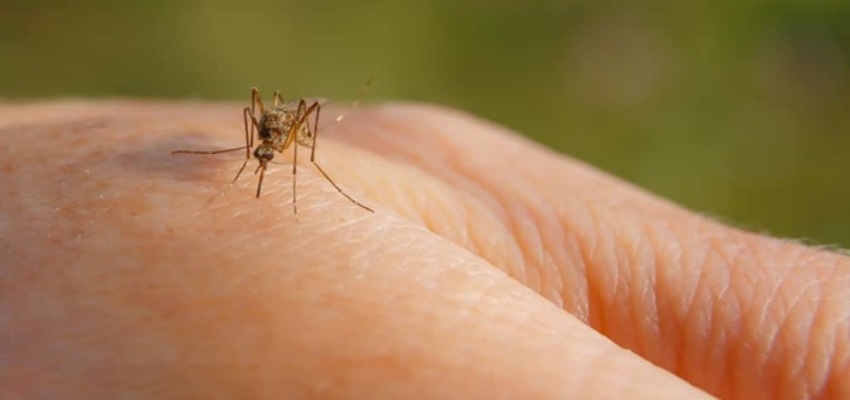 Health: इस पौधे को घर में लगाने के बाद मच्छरों को कहें बॉय-बॉय, जानें कैसे मिलता है फायदे